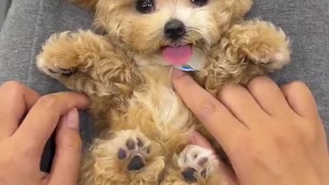 Cute Puppy