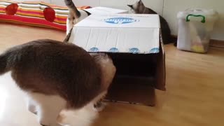 Cat Hiding Inside A Box Waiting to be Found