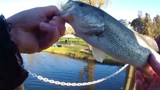 Carbon Canyon Lake Brea, Ca Giant Trout