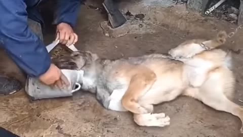 Woman rescue dog