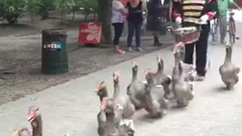 Marching geese parade is the best kind of parade