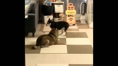 Two dogs dance together funny video 🤣