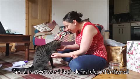 training a cat to give a paw best video