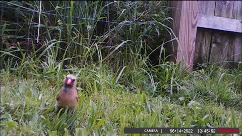 Backyard Trail Cam - Female Cardinal