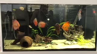 Tank whit Discus fishes