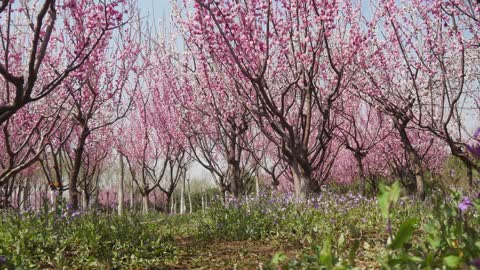 The peach trees are in full bloom.; The peach blossoms are out.