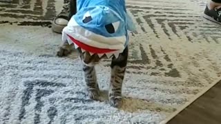 Funny Cat Falls Over While Wearing Hilarious Costume