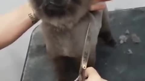 Dog dancing to kpop while getting a haircut