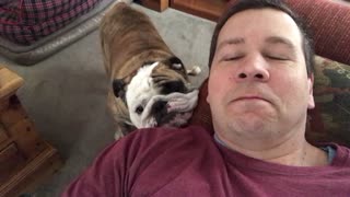 Whiny English Bulldog Rests From Nap By Napping