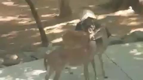 Deer - Get a room 😁