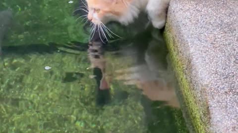 cat and fish