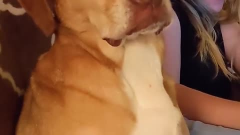 Hilariously Tired Dog Tries Not To Fall Asleep