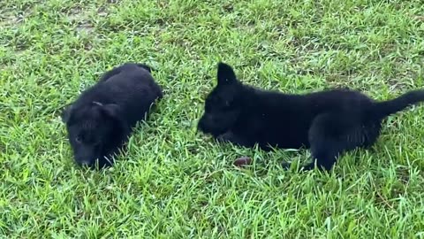 Black German Shepherd PUPPIES... Puppy Play Time with GSM