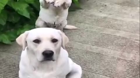 Funniest & cuttest Labrador puppies funny videos😂😂