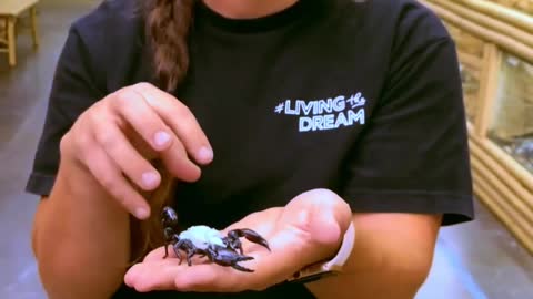 Emperor scorpions are amazing and all those babies on her back