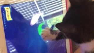 Cat trying to catch fish on ipad