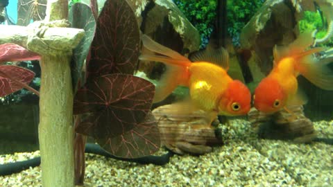 Beautiful Oranda Goldfish chilling in his tank