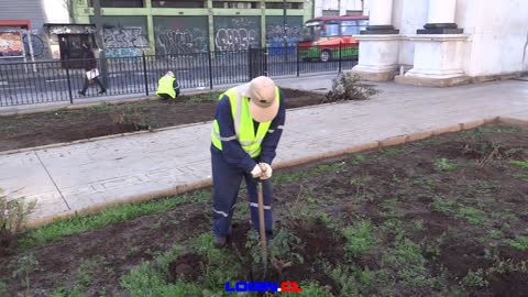 Trabajadores de Conaf hermosean bandejón del Arco Británico