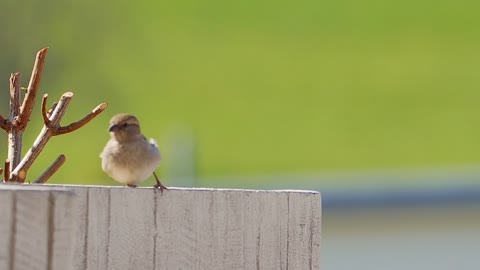 cute Sparrow bird