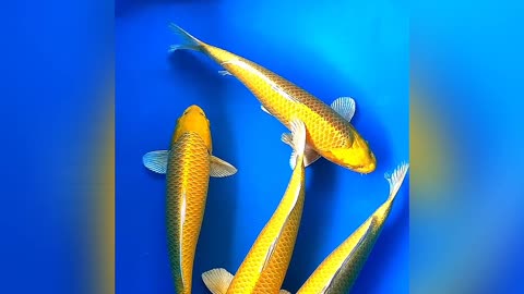 decorative fish