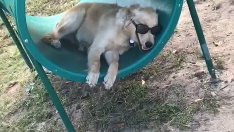 Dog With Sunglasses Chills Out In The Park