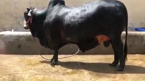 #BULL #COWBULL