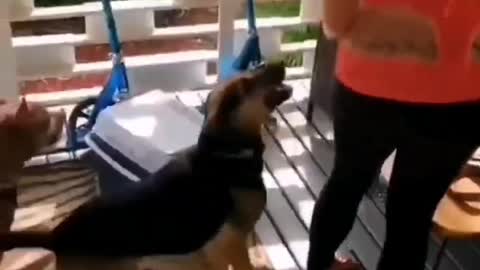 Funny Videos of Dogs Episode III