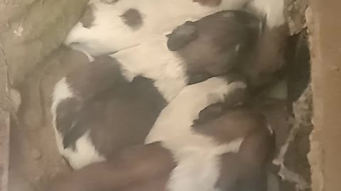 Puppys dogs sleep together part 3