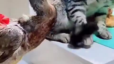 Cat 😺 And Duck 🦆 Funny Fight Scene 😁🤣