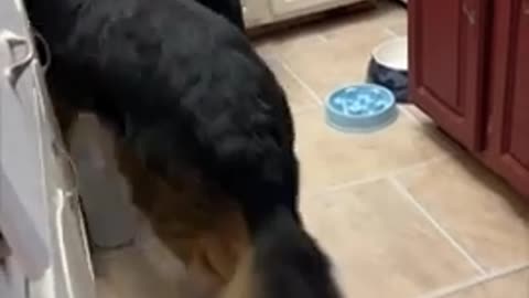 Dog Doesn’t Like the Electric Knife and Gets Afraid of It Every Time It Makes a Sound