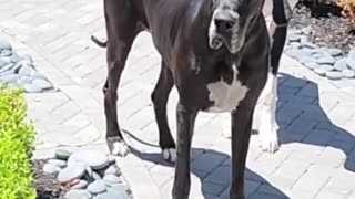 WARNING: Don't Say THIS to your Great Dane!?!