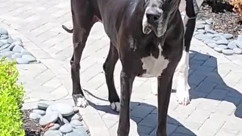WARNING: Don't Say THIS to your Great Dane!?!