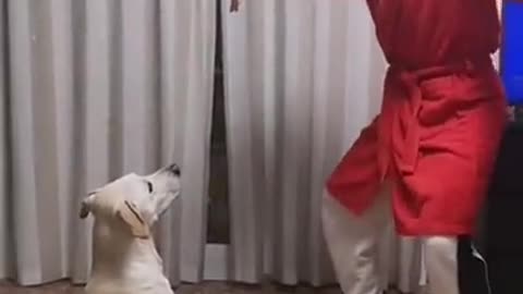 Play with funny dog
