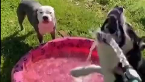 Dog Jumps in Excitement and Other Waits Patiently While Kiddy Pool Gets Filled For Them