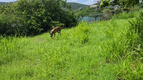 Dane puppy tall grass fun 3