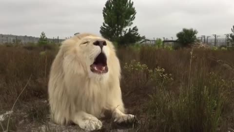 White lion roar in South Africa