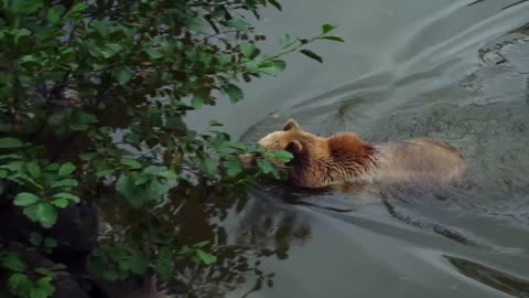 Brown bear having fun..