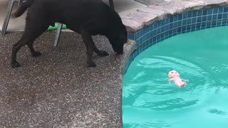 Dog Throws Doll into the Drink