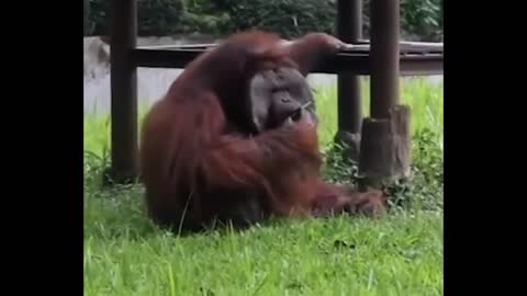 Viral video of orangutan smoking causes outrage