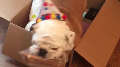 Bulldog struggles to get birthday presents in his chair