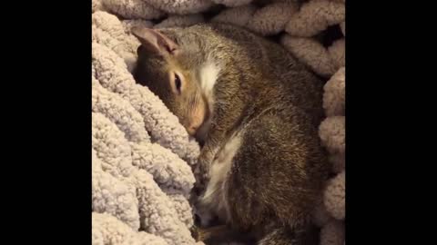 The squirrel uses its tail to cover its face to create a better sleep