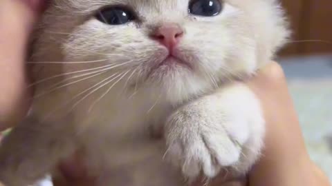 Small kitten video