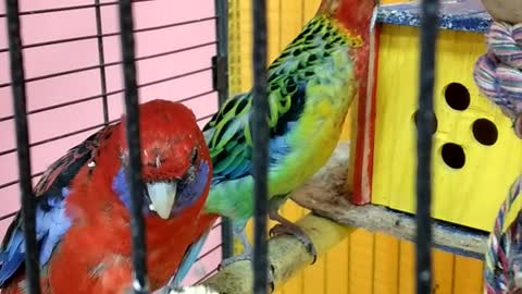Two colorful Rosella parrots