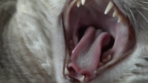 Sleepy White Cat Yawning