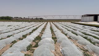 Vegetable greenhouse