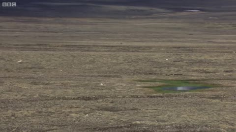 Wolf Pack Hunts A Hare - The Hunt - BBC Earth.mp4