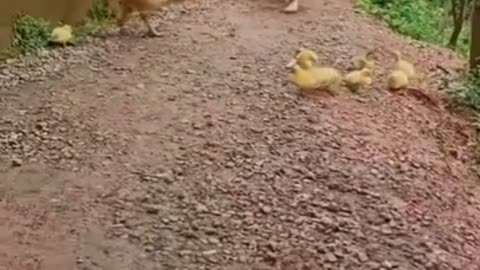 mother chicken kick