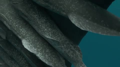 Pacific Ocean underwater cinematographer