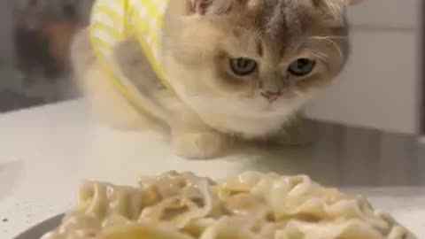 Cat's Dumpling Obsession #cat #cute #kitten