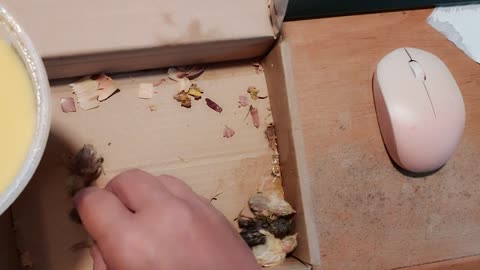 Trying to Revive Weak Baby Quails